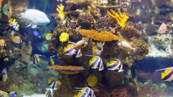 What are the best colleges for marine biology